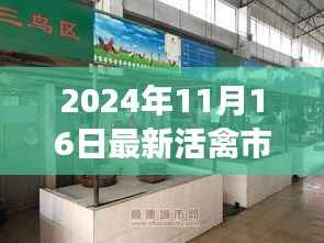 2024年11月16日最新活禽市场动态与操作指南