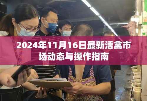 2024年11月16日最新活禽市场动态与操作指南