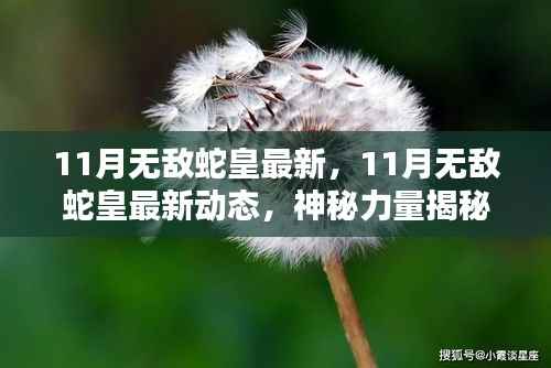揭秘神秘力量与独家攻略,11月无敌蛇皇最新动态与揭秘