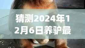 养驴新篇章,日常趣事与温馨陪伴的友谊纽带,预测与展望2024年12月6日