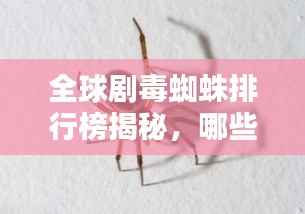 全球剧毒蜘蛛排行榜揭秘,哪些蜘蛛位列其中?