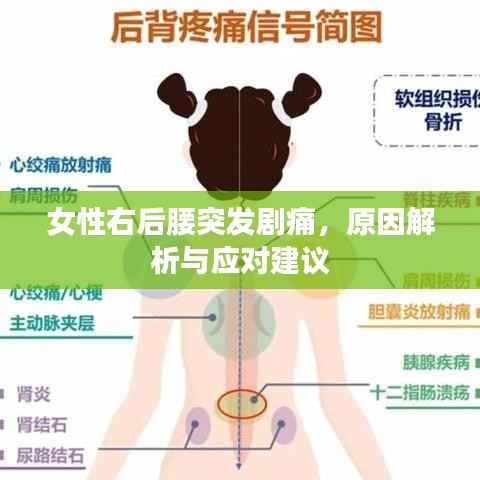 女性右后腰突发剧痛，原因解析与应对建议