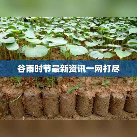 谷雨时节最新资讯一网打尽
