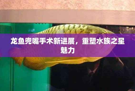 龙鱼兜嘴手术新进展,重塑水族之星魅力