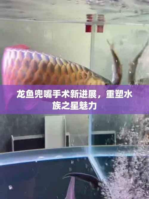 龙鱼兜嘴手术新进展,重塑水族之星魅力