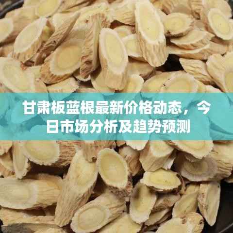 甘肃板蓝根最新价格动态,今日市场分析及趋势预测
