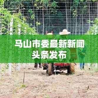 马山市委最新新闻头条发布